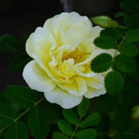 月季花微信头像最好看的(精选24张)