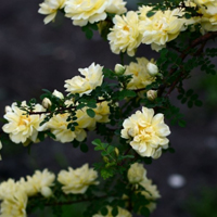 月季花微信头像最好看的(精选24张)