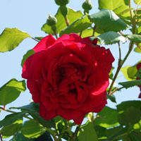 月季花微信头像最好看的(精选24张)