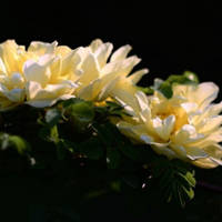 月季花微信头像最好看的(精选24张)