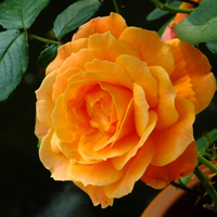 月季花微信头像最好看的(精选24张)