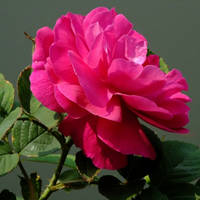 月季花微信头像最好看的(精选24张)