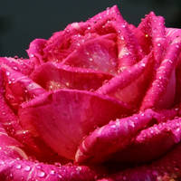 月季花微信头像最好看的(精选24张)