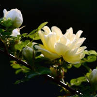 月季花微信头像最好看的(精选24张)