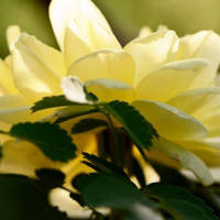 月季花微信头像最好看的(精选24张)