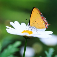 微信头像最好看的花各种各样(26张)