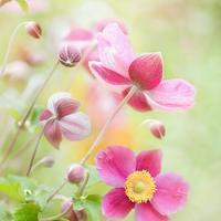 微信头像最好看的花各种各样(26张)