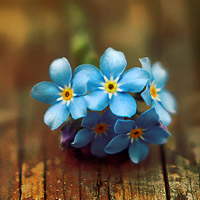 微信头像最好看的花各种各样(26张)