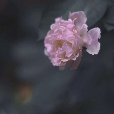 微信头像最好看的花各种各样(26张)