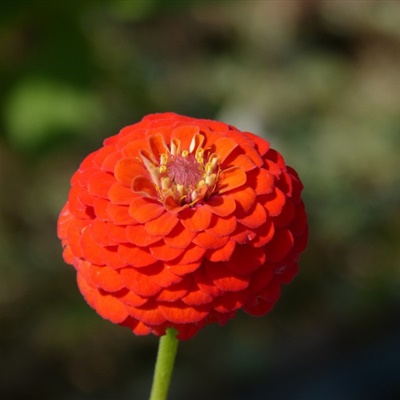 微信头像最好看的花各种各样(26张)