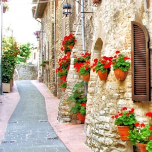 微信头像最好看的花各种各样(26张)