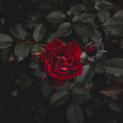 微信头像最好看的玫瑰花(22张)