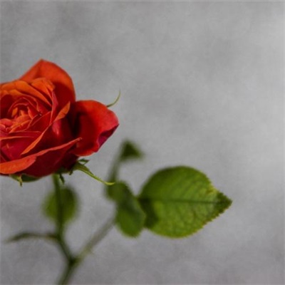 微信头像最好看的玫瑰花(22张)