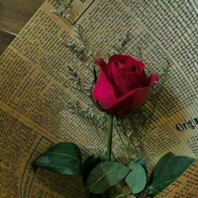 微信头像最好看的玫瑰花(22张)