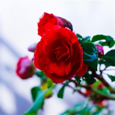 微信头像最好看的玫瑰花(22张)