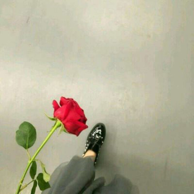 微信头像最好看的玫瑰花(22张)