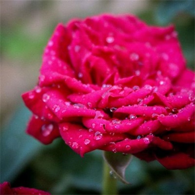 微信头像最好看的玫瑰花(22张)