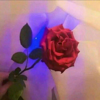 微信头像最好看的玫瑰花(22张)