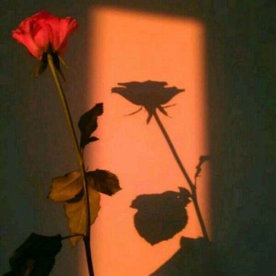 微信头像最好看的玫瑰花(22张)