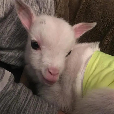 2023最流行小羊头像(28张)