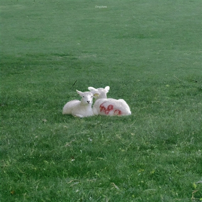 2023最流行小羊头像(28张)