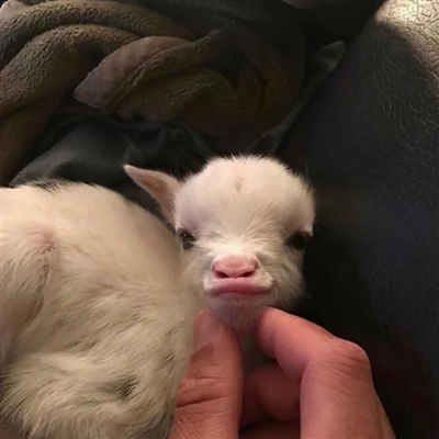 2023最流行小羊头像(28张)