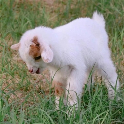 2023最流行小羊头像(28张)