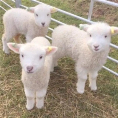 2023最流行小羊头像(28张)