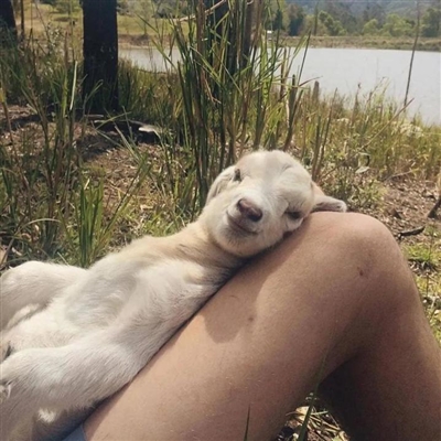 2023最流行小羊头像(28张)