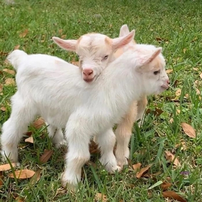 2023最流行小羊头像(28张)