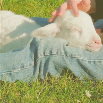 2023最流行小羊头像(28张)