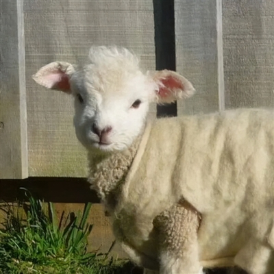 2023最流行小羊头像(28张)