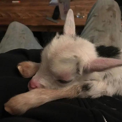 2023最流行小羊头像(28张)