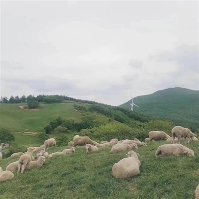 2023最流行小羊头像(28张)