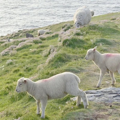 2023最流行小羊头像(28张)