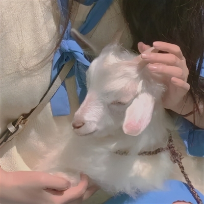 2023最流行小羊头像(28张)