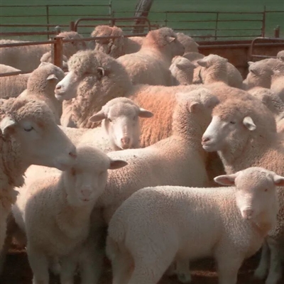 2023最流行小羊头像(28张)