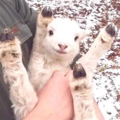 2023最流行小羊头像(28张)