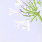 微信头像简约风格(精选16张)