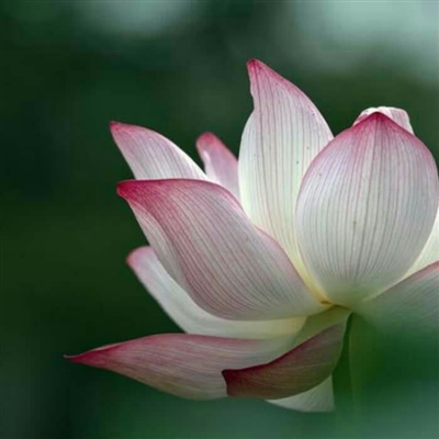 自然随性一点的头像(精选24张)