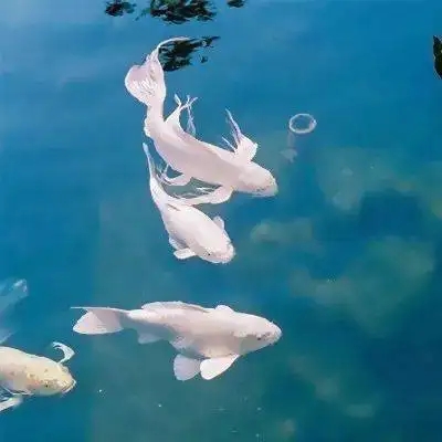 微信最吉利的好看头像图片(16张)