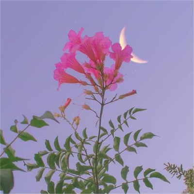 2023最火好看高清头像(22张)