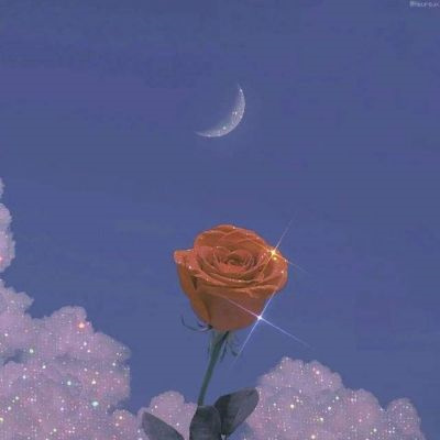 2023年最火鲜花微信头像(22张)