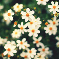 2023年最火鲜花微信头像(22张)