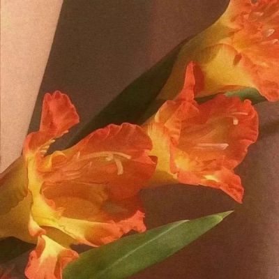 2023年最火鲜花微信头像(22张)