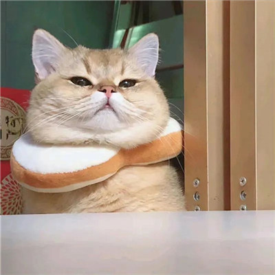 2023年最火摆烂头像(精选24张)