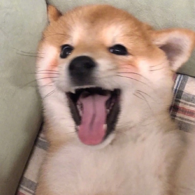 2023最火冷酷狗狗头像(26张)