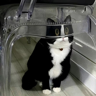 2023最火冷酷狗狗头像(26张)