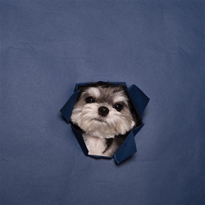 2023最火冷酷狗狗头像(26张)