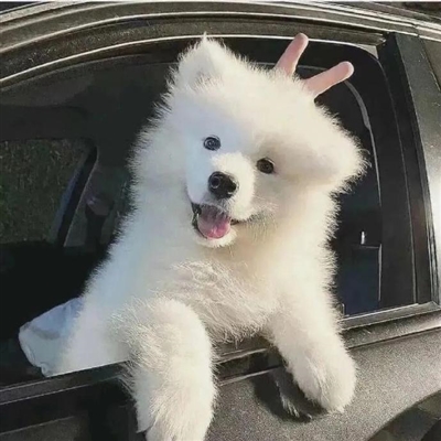 2023最火冷酷狗狗头像(26张)